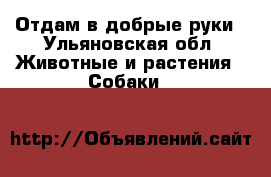 Отдам в добрые руки - Ульяновская обл. Животные и растения » Собаки   